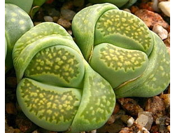 Lithops julii ssp.fulleri cv.fullergreen C56A - 10 семян