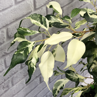 Ficus Benjamina ‘Curly’ / фикус Кёрли