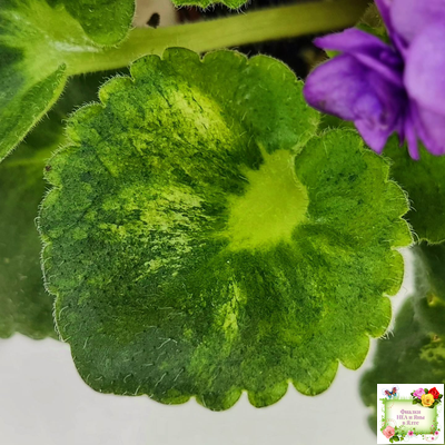 Little Caboose (H. Pittman) (гёрл-лист с кроновой пестролистностью)