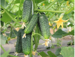 огурцы "Кураж" семена 5 шт.