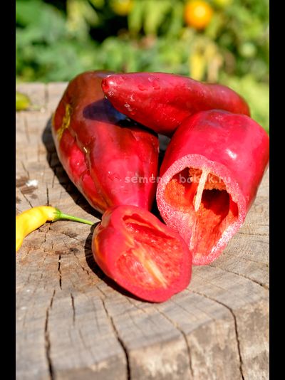 Перец сладкий Najerano Pepper (Нажеранский), 10 шт