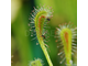 Drosera "Nidiformis"