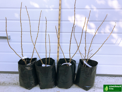 Смородина черная "Пигмей"