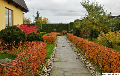 Живая изгородь из Кизильника блестящего