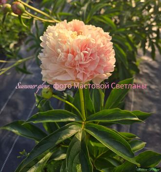 Paeonia Summer Glow