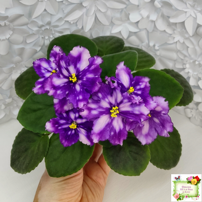 МТ-Свет Кометы (М. Тотиева) 2022 г. (лист посажен 28.10.25)