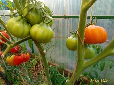 Томат Лампа Алладина