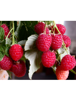 Малина ремонтантная Геракл