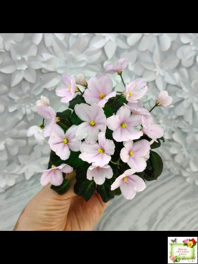 LV-Есть Время (Л. Шевелева) 2025 г. трейлер (пасынок посажен 20.01.26)