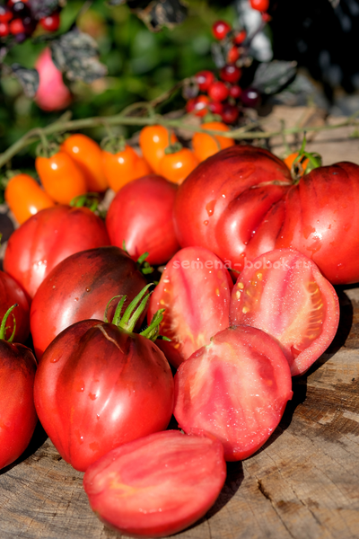 Томат Бронзовые Носики Сержанта Пеппера, 10 шт