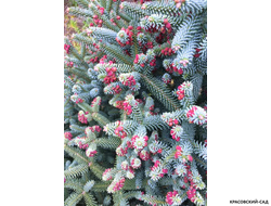 Пихта испанская Глаука - фото хвои - красовский-сад.рф