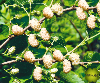 ШЕЛКОВИЦА "СМУГЛЯНКА"