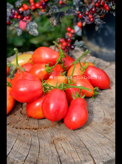 Томат Краса Кургана, 10 шт