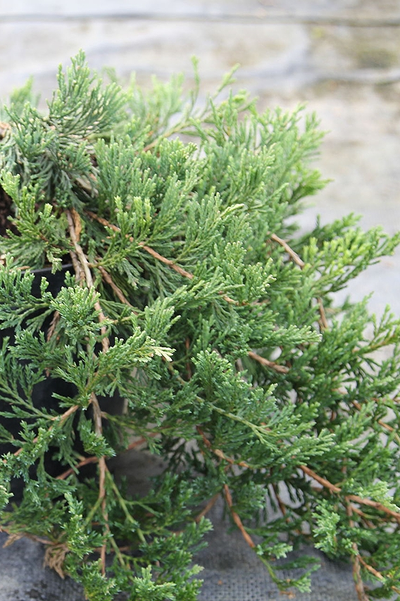 Можжевельник горизонтальный Jade River