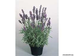 Лаванда узколистная - Angustifolia