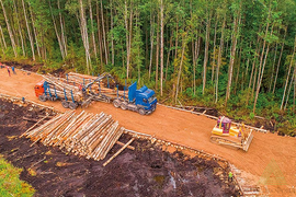 Вырубка леса под строительство дорог