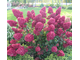 Гортензия метельчатая Самарская Лидия горш.р9