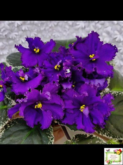 РМ-Черный Оникс (Н. Скорнякова) 2023 г.