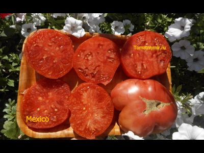 Томат Мехико (Mexico, Мексиканец)