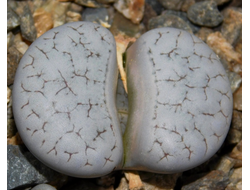 Lithops gracilidelineata С 367 - 10  семян