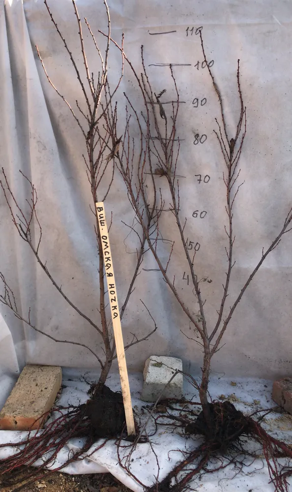 Саженцы вишни "Омская Ночка" перед закладкой на зимнее хранение.