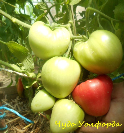 Томат Чудо Волфорда (Wolford Wonder)