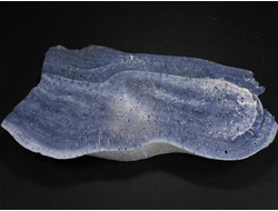 Коралл голубой Акори, Австралия (110*57*12 мм, 107 г) №37718