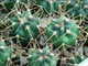 Gymnocalycium catamarcense fa.ensispinum VG-183 (D=15-18мм)
