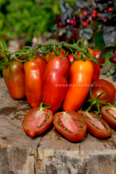 Томат Черный перец (Black Pepper), 10 шт