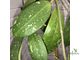 Hoya Acuta yellow flowers and thick-splash leaves