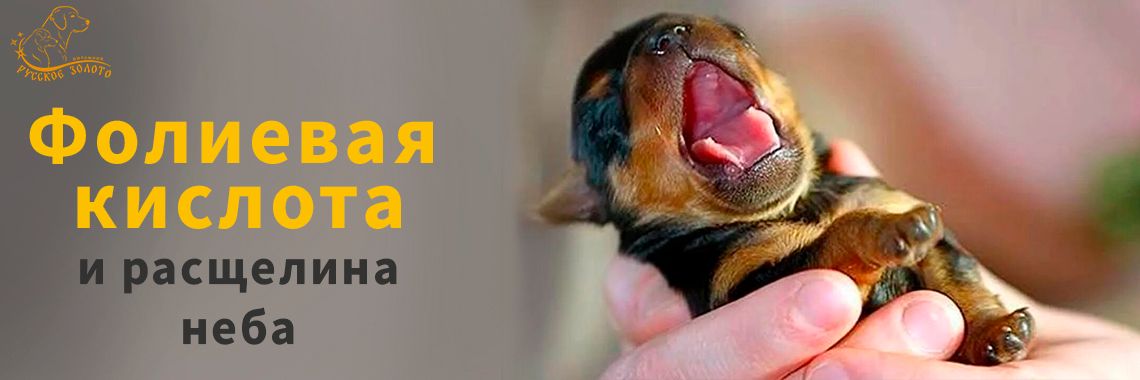 Статья - Как влияет фолиевая кислота на развитие расщелины неба