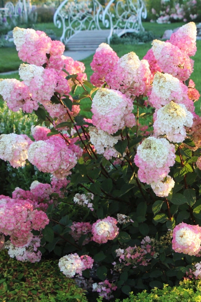 Гортензия метельчатая Самарская Лидия