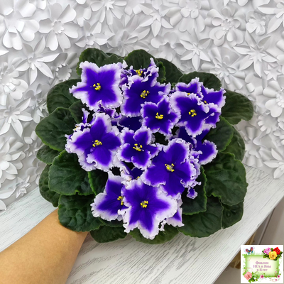 Dn-New Star (Д. Денисенко) 2019 г.