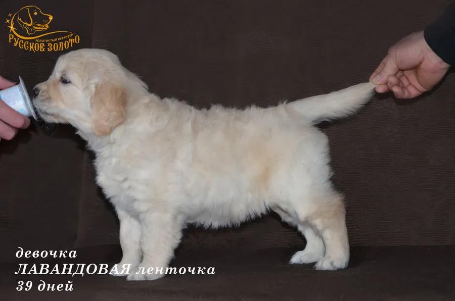 УЖЕ в НОВОМ ДОМЕ = девочка ЛАВАНДОВАЯ ленточка. На фото 39 дней. ДР 28.01.20г