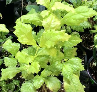 Дуранта “Golden leaves”