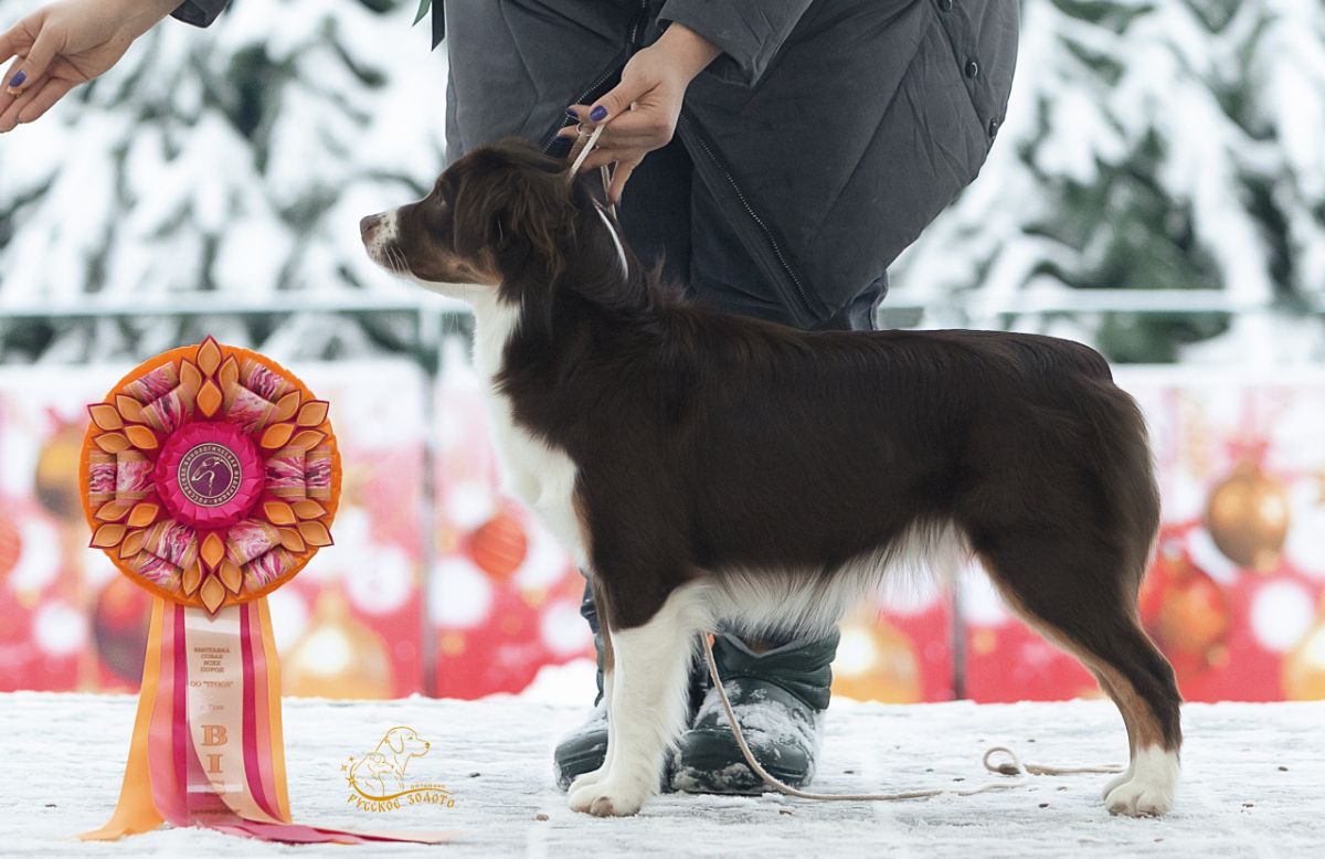 Наша миниатюрная американская овчарка Юта / AK GERDESH JUST FOR YOU /