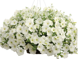 ПЕТУНИЯ АМПЕЛЬНАЯ БЕЛАЯ ОПЕРА ВАЙТ В КАШПО 4 ЛИТРА