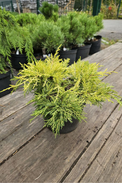 Можжевельник средний Golden Joy