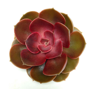 Echeveria Red Ruby -  Эчеверия Рубиново-Красная, Эхеверия Красный Рубин