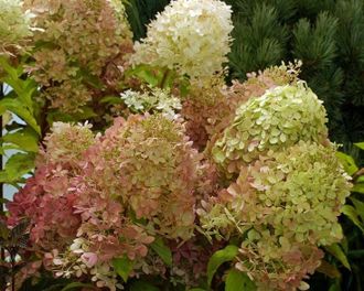 Гортензия метельчатая ( Hydrangea paniculata &#039;Romantic Ace&#039; = &#039;Жемчужина Фестиваля&#039; = &#039;Perle de Festival&#039;), ЗКС