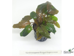 Криптокорина Вендта Коричневая (пластиковый горшок)