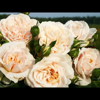 Лионс Роуз (Lions Rose)