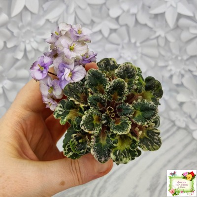 Heavenly Girl (Хевенли Гел), H.Pittman (пестролистный гёрл)