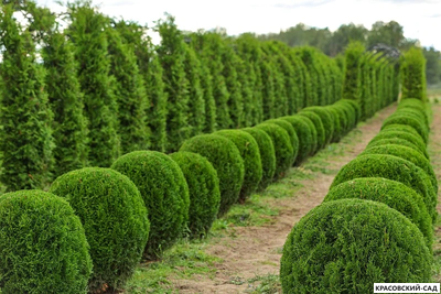 Туя Смаргад в форме шара