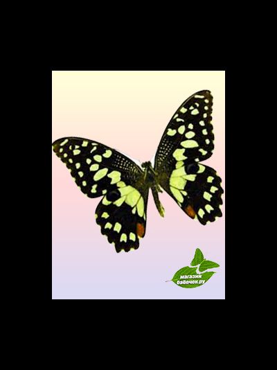 Демолей размах крыльев 8 - 11 см