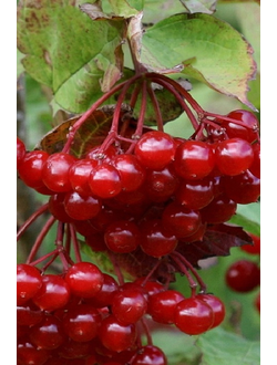 Калина красная  Шукшинская