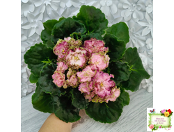 ЛЕ-Медуница (Е. Лебецкая) 2020 г.