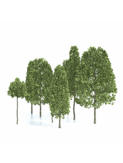 лиственные Деревья Carpinus Betulus