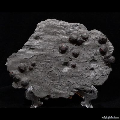 Гранат альмандин-пироповой серии с кристаллами дравита (разн. турмалина) в графитовом сланце. Red Embers mine. USA. 160*120*15мм. Редкость! (ААА)