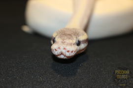 Королевский питон, Python regius, Ball Python
